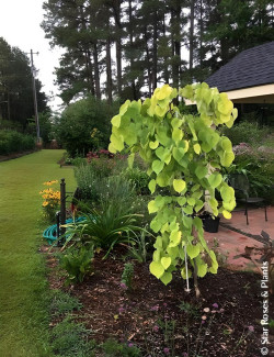 CERCIS canadensis GOLDEN FALLS® - Gainier du Canada