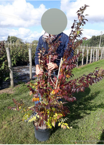 CAMPSIS tagliabuana EBONY & RED® - Bignone En pot de 10-12 litres hauteur 100-150 cm