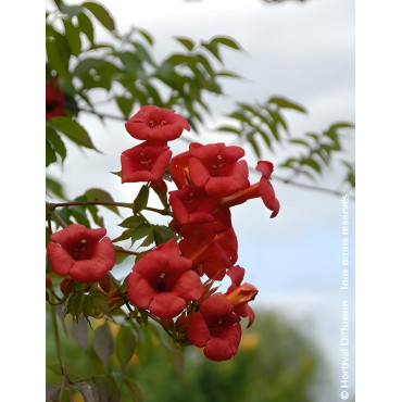 CAMPSIS tagliabuana EBONY & RED® - Bignone