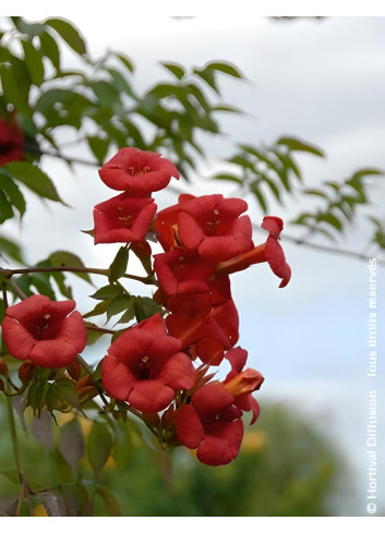 CAMPSIS tagliabuana EBONY & RED® - Bignone
