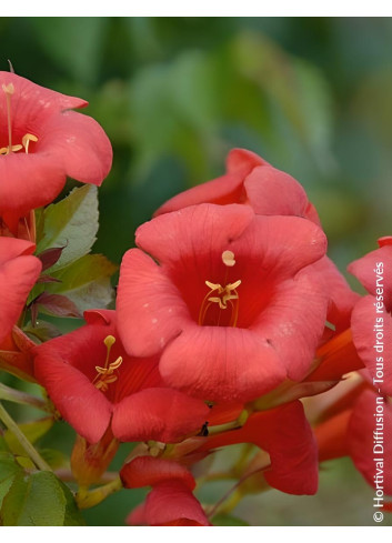 CAMPSIS tagliabuana EBONY & RED® - Bignone