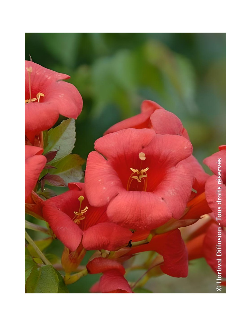 CAMPSIS tagliabuana EBONY & RED® - Bignone