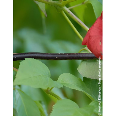 CAMPSIS tagliabuana EBONY & RED® - Bignone