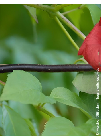 CAMPSIS tagliabuana EBONY & RED® - Bignone