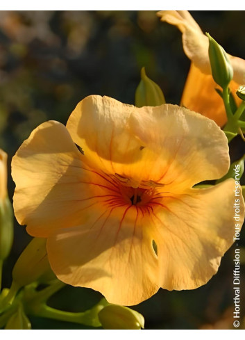 CAMPSIS tagliabuana SUMMER JAZZ SUNRISE GOLD® - Bignone