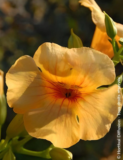 CAMPSIS tagliabuana SUMMER JAZZ SUNRISE GOLD® - Bignone