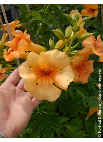 CAMPSIS tagliabuana SUMMER JAZZ SUNRISE GOLD® - Bignone