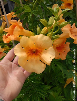 CAMPSIS tagliabuana SUMMER JAZZ SUNRISE GOLD® - Bignone