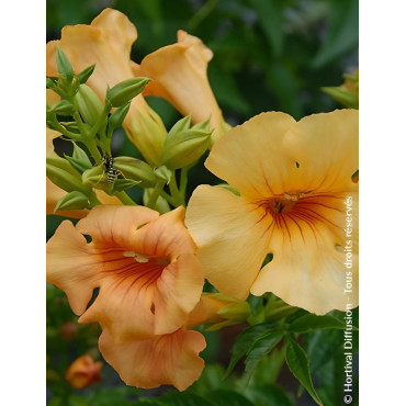 CAMPSIS tagliabuana SUMMER JAZZ SUNRISE GOLD® - Bignone