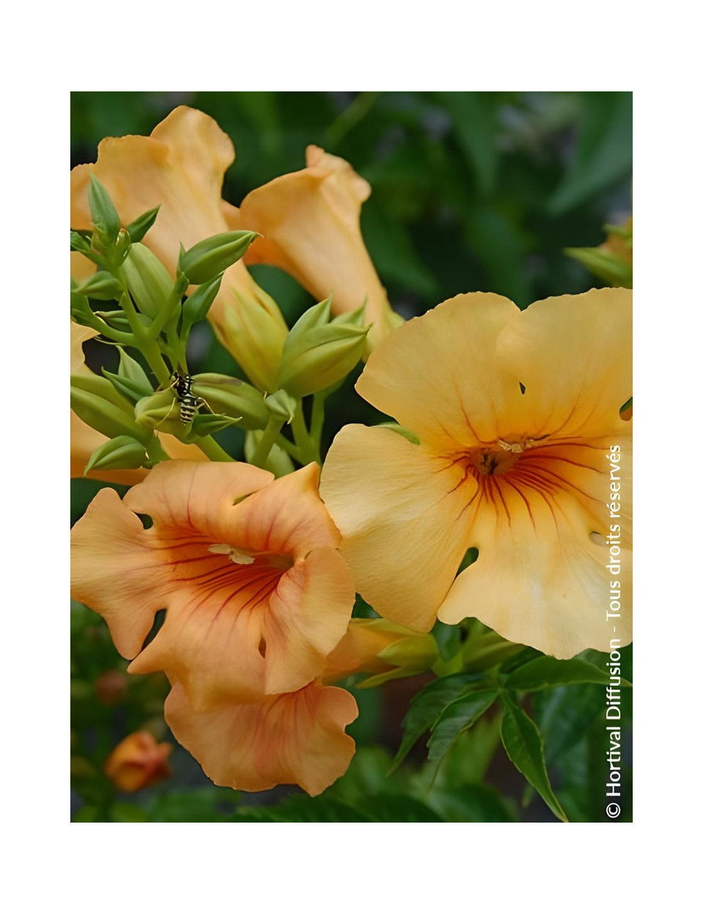 CAMPSIS tagliabuana SUMMER JAZZ SUNRISE GOLD® - Bignone