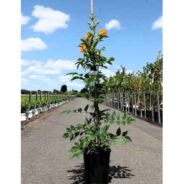 CAMPSIS tagliabuana SUMMER JAZZ SUNRISE GOLD® - Bignone En pot de 7-10 litres buisson hauteur 080-100 cm