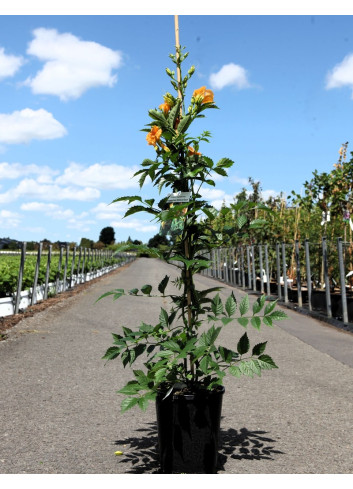 CAMPSIS tagliabuana SUMMER JAZZ SUNRISE GOLD® - Bignone En pot de 7-10 litres buisson hauteur 080-100 cm