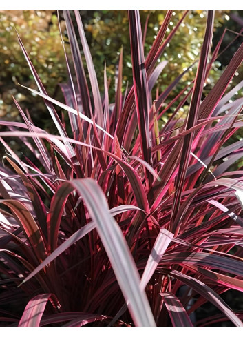 CORDYLINE banksii ELECTRIC PINK® - Cordyline