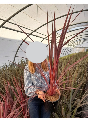 CORDYLINE banksii ELECTRIC PINK® - Cordyline En pot de 4-5 litres