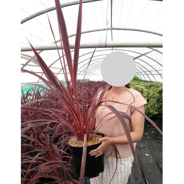 CORDYLINE banksii ELECTRIC PINK® - Cordyline En pot de 10-12 litres