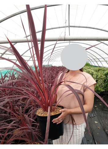 CORDYLINE banksii ELECTRIC PINK® - Cordyline En pot de 10-12 litres