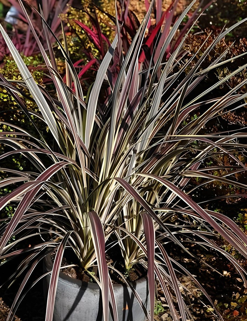 CORDYLINE banksii ELECTRIC FLASH® - Cordyline