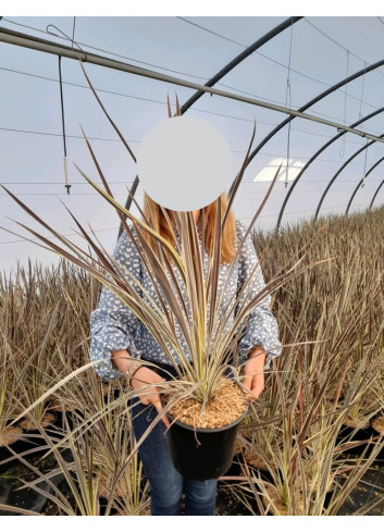 CORDYLINE banksii ELECTRIC FLASH® - Cordyline En pot de 4-5 litres