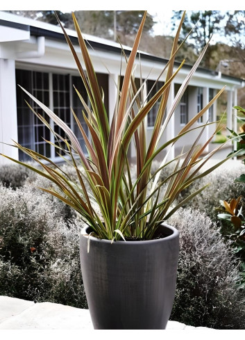 CORDYLINE banksii ELECTRIC STAR® - Cordyline