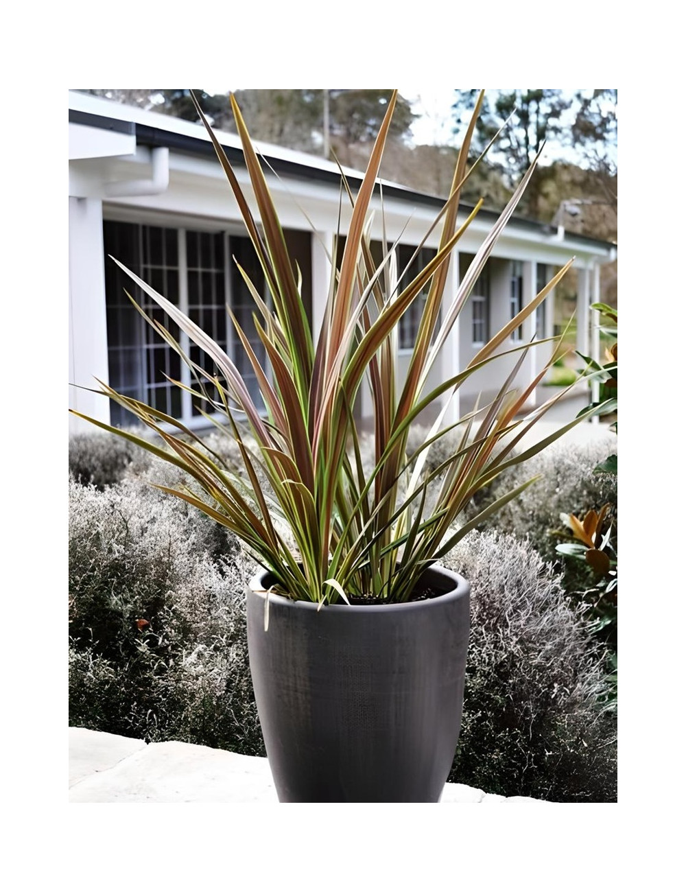 CORDYLINE banksii ELECTRIC STAR® - Cordyline