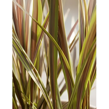 CORDYLINE banksii ELECTRIC STAR® - Cordyline