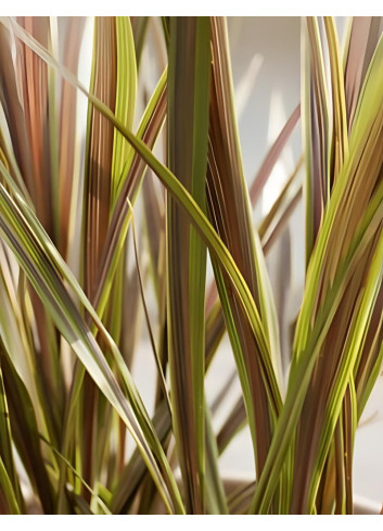 CORDYLINE banksii ELECTRIC STAR® - Cordyline