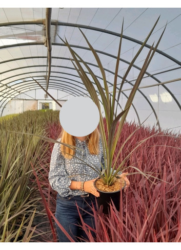 CORDYLINE banksii ELECTRIC STAR® - Cordyline En pot de 4-5 litres
