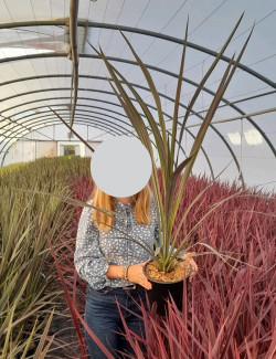 CORDYLINE banksii ELECTRIC STAR® - Cordyline En pot de 4-5 litres