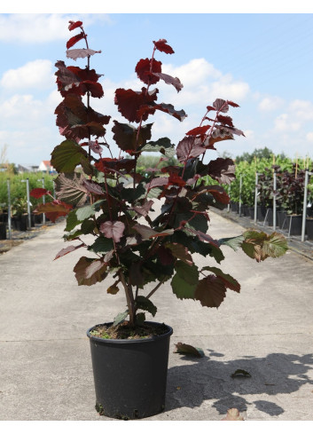CORYLUS avellana ROTE ZELLERNUSS - Noisetier pourpre En pot de 10-12 litres buisson hauteur 060-080 cm