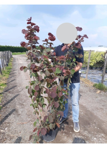 CORYLUS avellana ROTE ZELLERNUSS - Noisetier pourpre En pot de 10-12 litres buisson hauteur 080-100 cm