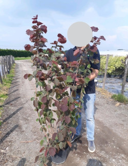 CORYLUS avellana ROTE ZELLERNUSS - Noisetier pourpre En pot de 10-12 litres buisson hauteur 080-100 cm