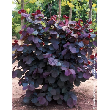 CORYLUS avellana ROTE ZELLERNUSS - Noisetier pourpre