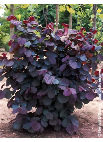 CORYLUS avellana ROTE ZELLERNUSS - Noisetier pourpre