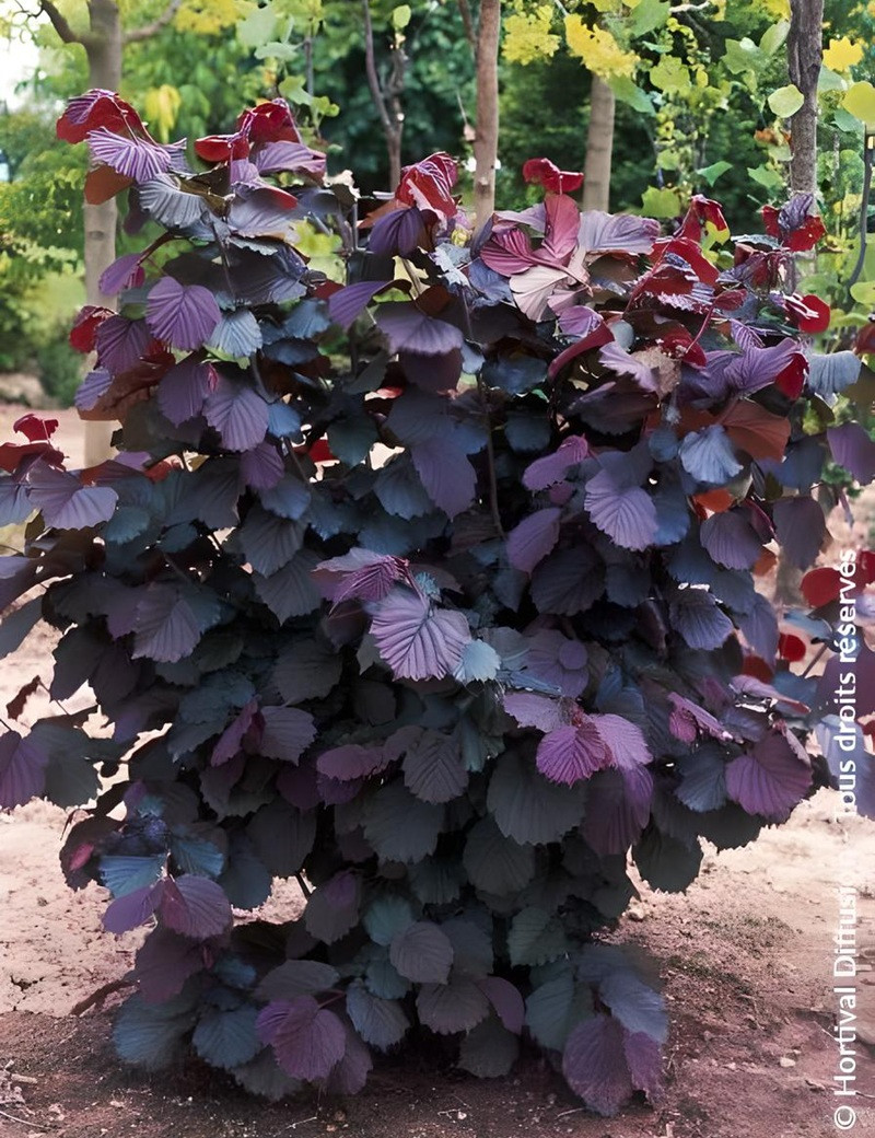CORYLUS avellana ROTE ZELLERNUSS - Noisetier pourpre