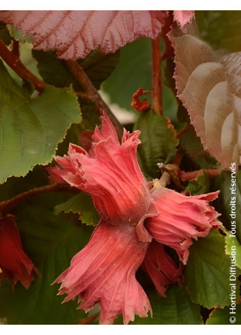 CORYLUS avellana ROTE ZELLERNUSS - Noisetier pourpre