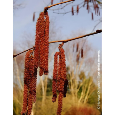 CORYLUS avellana ROTE ZELLERNUSS - Noisetier pourpre