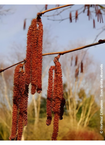 CORYLUS avellana ROTE ZELLERNUSS - Noisetier pourpre