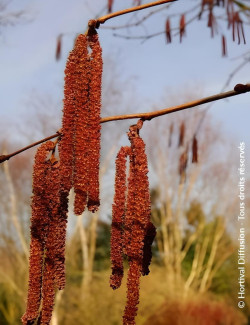 CORYLUS avellana ROTE ZELLERNUSS - Noisetier pourpre