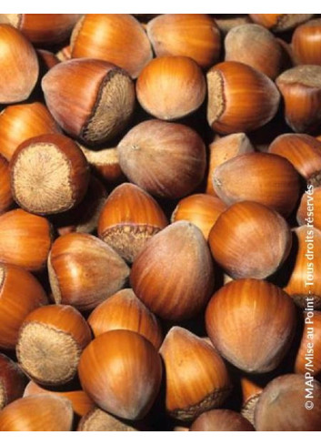 NOISETIER WEBB'S PRIZE COB - Corylus avellana