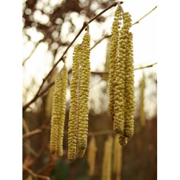 NOISETIER WEBB'S PRIZE COB - Corylus avellana