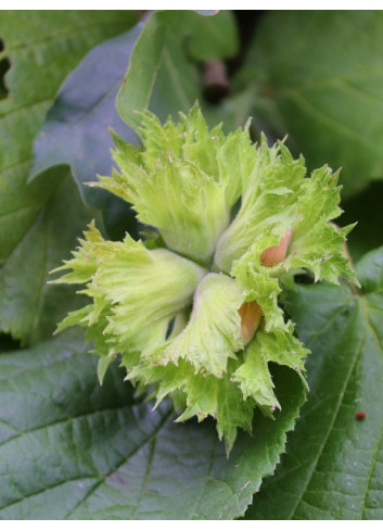 NOISETIER WEBB'S PRIZE COB - Corylus avellana