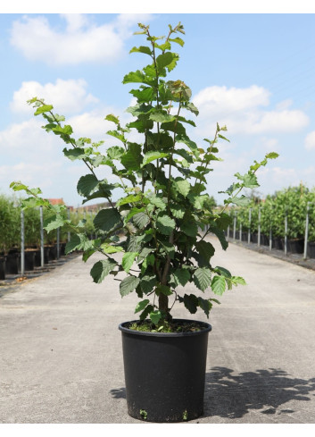 NOISETIER WEBB'S PRIZE COB - Corylus avellana