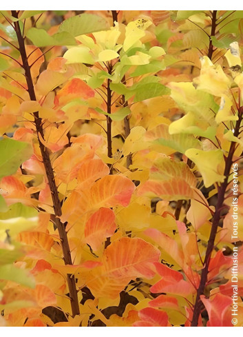 COTINUS coggygria LEMON LADY® - Arbre à perruque