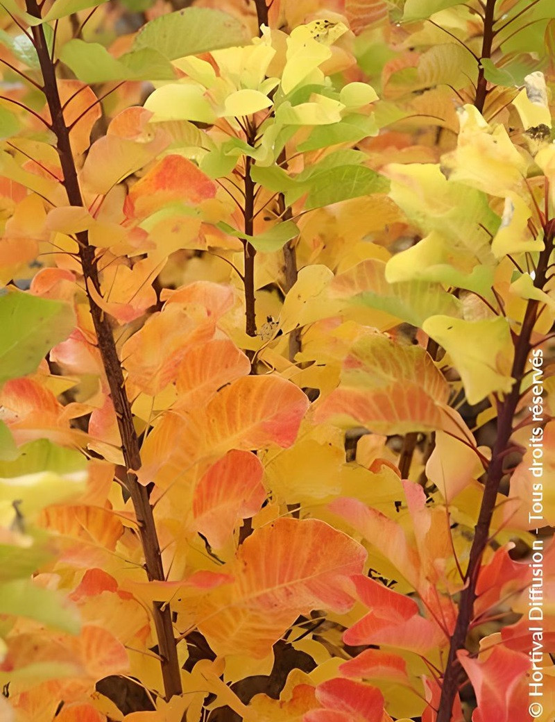 COTINUS coggygria LEMON LADY® - Arbre à perruque