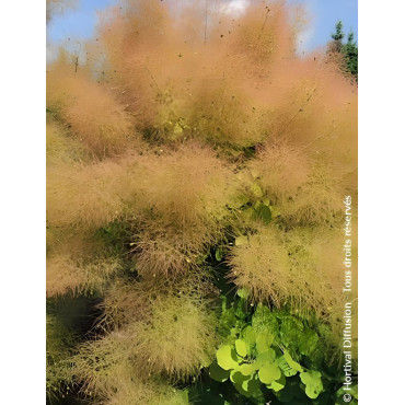 COTINUS coggygria LEMON LADY® - Arbre à perruque