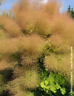 COTINUS coggygria LEMON LADY® - Arbre à perruque