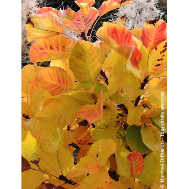 COTINUS coggygria LEMON LADY® - Arbre à perruque