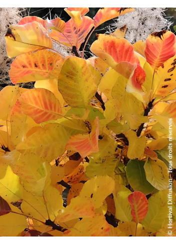 COTINUS coggygria LEMON LADY® - Arbre à perruque