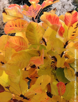 COTINUS coggygria LEMON LADY® - Arbre à perruque