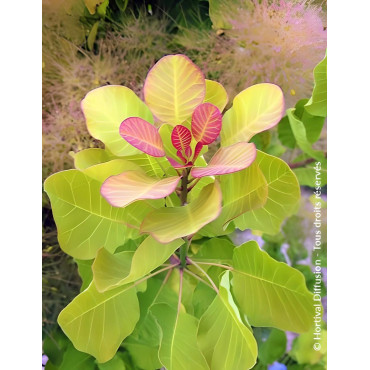 COTINUS coggygria LEMON LADY® - Arbre à perruque
